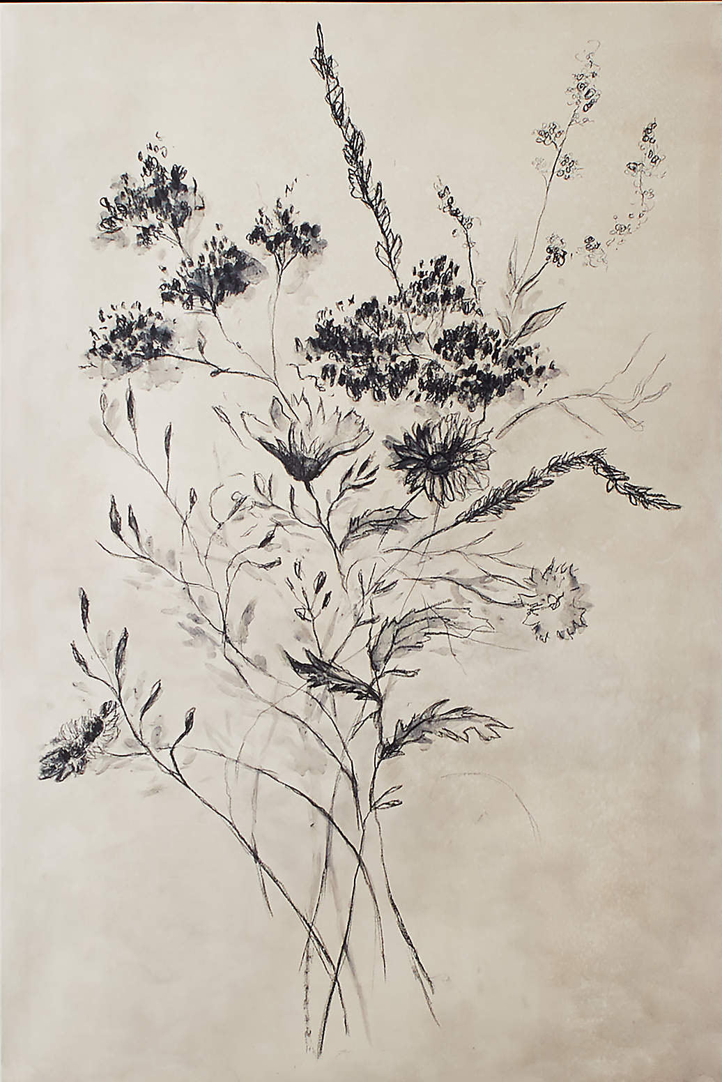 Botanical Line Drawing, Flowers on Neutral, Contemporary Art #MM356